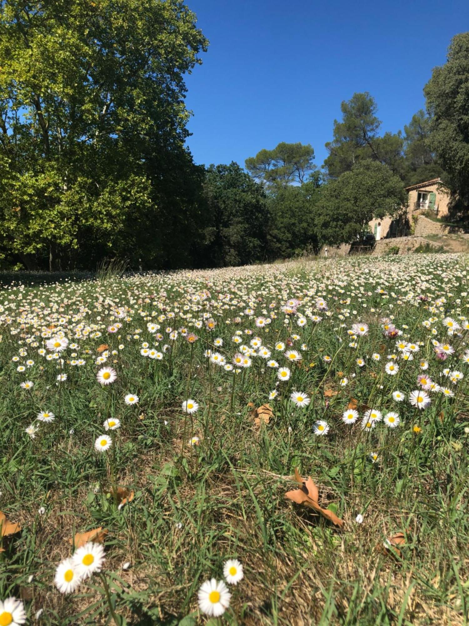 L'Olivier Fleurie Barjols Villa Eksteriør bilde